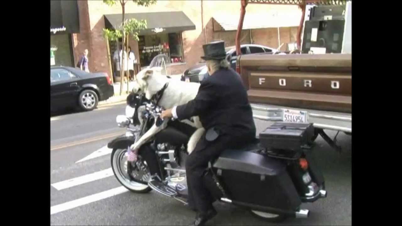 Dog at HarleyDavidson motorcyle ride YouTube