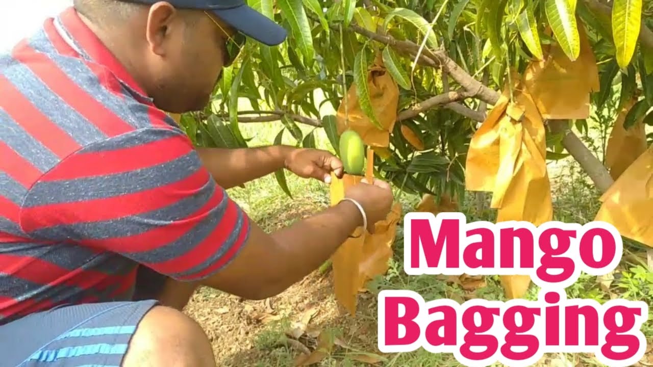Bagging On Kesar Mangoes 2022 | केसर आमों पर बैग 2022