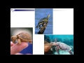 Черепахи 7 класс   презентация