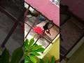 সকাল সকাল ফুলেদের কাছে প্রজাপতিদের আনাগোনা...#jatropha  #flowers #butterfly #gardening #shotrs