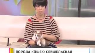 Сейшельская кошка - Все О Породе Сейшельская кошка - Все О Породе