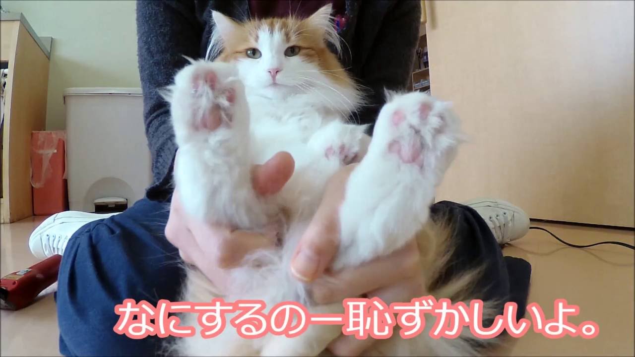 猫のお手入れシリーズ ハリエット 足裏毛カット パート1 後足 ほんむら動物病院にて Youtube