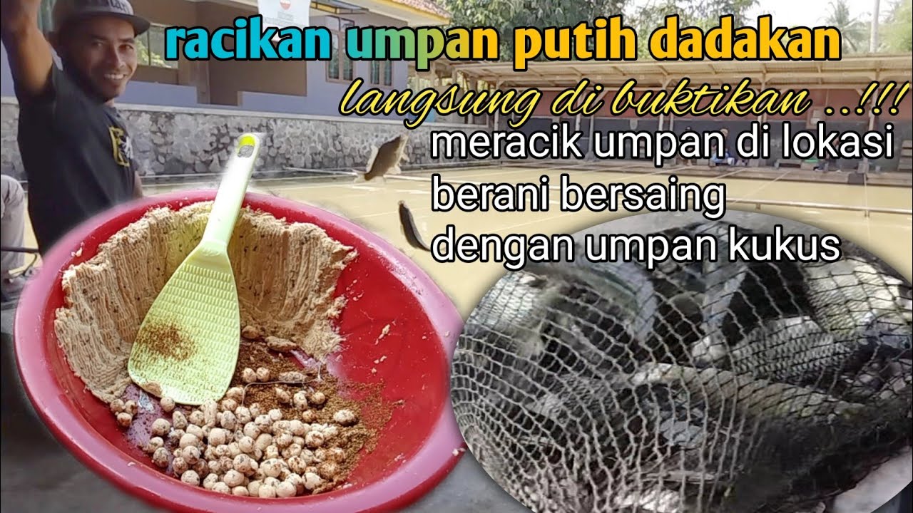 RACIKAN UMPAN PUTIH IKAN MAS DADAKAN PALING AMPUH,LANGSUNG DI BUKTIKAN