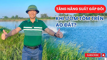 Nuôi tôm càng xanh nhất định phải ươm giống trên ao đất ? | Vũ Đức Thiện