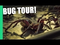 Eating Tarantula in Cambodia on Pub Street (Feat. Bugs Cafe)