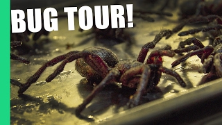 Eating Tarantula in Cambodia on Pub Street (Feat. Bugs Cafe)