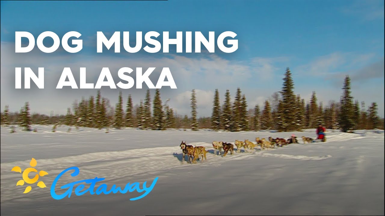 Dog mushing in Skagway, Alaska Getaway 2019 YouTube