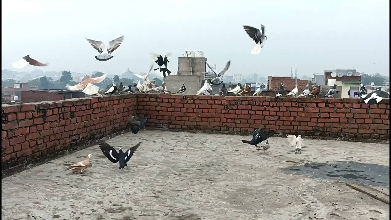 ek din m pakde 9 kabootar 😂❤️‍🔥, Agra ki kabootar bazi ❤️