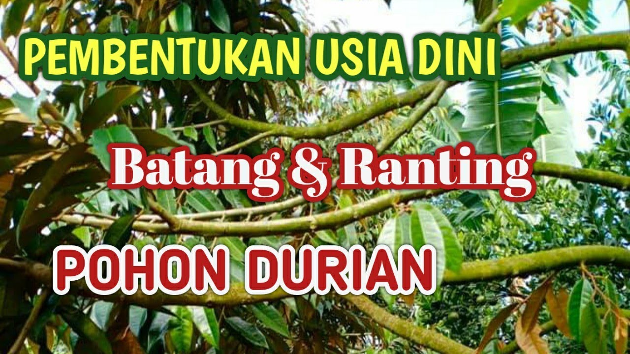 TIPS PEMBENTUKAN BATANG dan RANTING  POHON  DURIAN CEPAT 