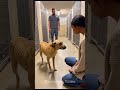 الكلب الذي ظل ينظر إلى الوراء حتى شعر بالأمان عميق مؤثر إنقاذ الكلاب