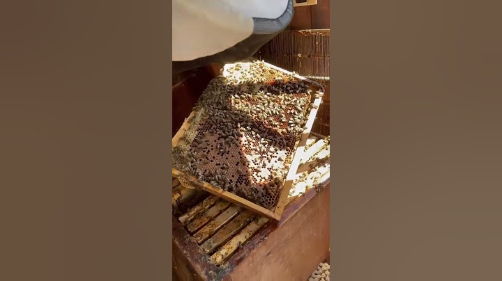 Así se extrae la MIEL 🍯 🐝