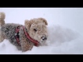 Lakeland Terrier Pucki - Fun in the snow by ilicochannel の動画、YouTube動画。