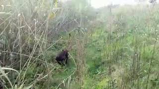 VID-20190125-WA0023.mp4