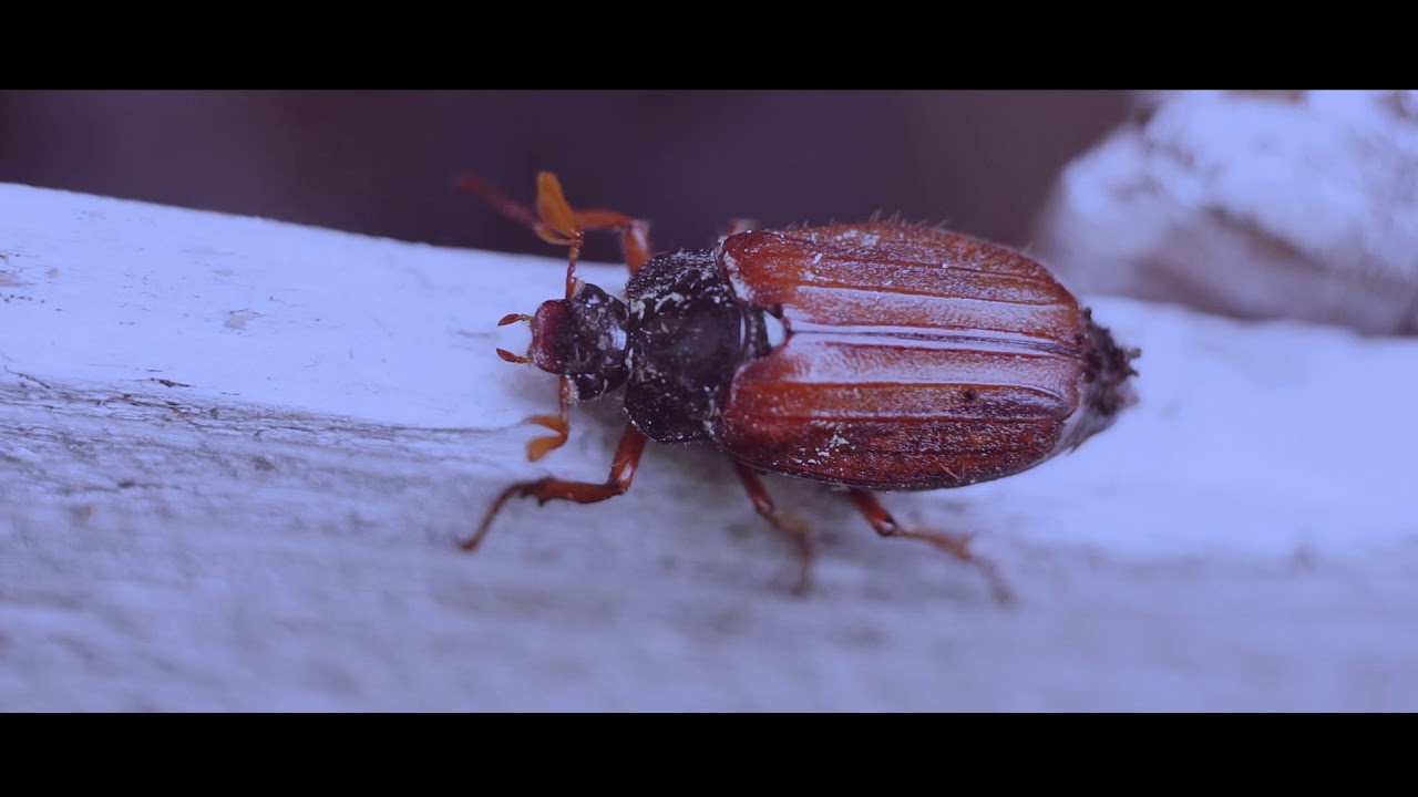 Snowid - Pogrzeb Króla Owadów (Official Video)