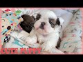 The perfect puppy shih tzus are the best