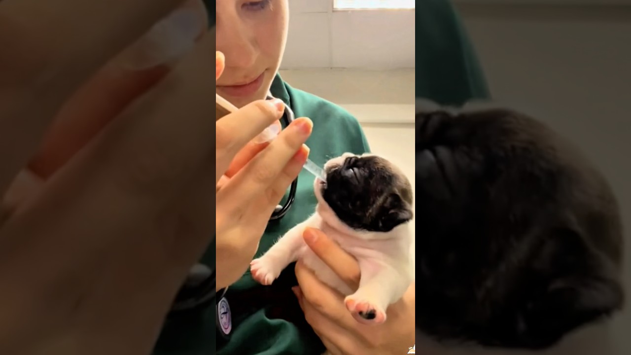 Tricking my dog into taking medicine🤣😂 #foryou #puppy #cutedog #dog #funnydog #funny #fyp