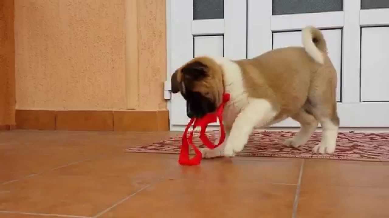 Lexie, American Akita (9 weeks) YouTube