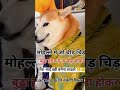 dogesh Bhai/bakchodi nhi rukengi Mitr #funny / #labrador / #funnymemes / #motivation/ #funnypictures