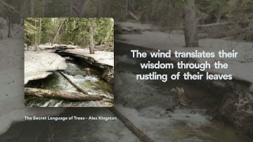The Secret Language of Trees (Official Lyric Video)