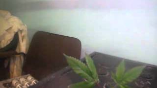 cloning prt3