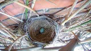 2nd clutch Blackbird nest  1st egg - Part 2