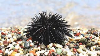 MENCARI DAN MAKAN BULU BABI MENTAH- Mencari kepiting, kerang, siput, dan ikan saat air laut surut