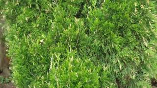 Juniperus virginiana jalovec viržinský