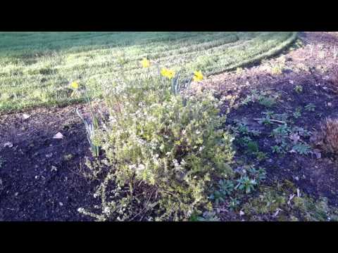 Video: Mellow Yellow Spirea teave – õppige Ogon Spirea kasvatamist