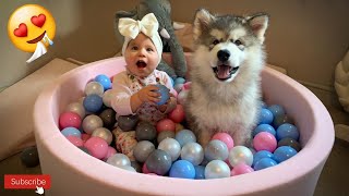 Adorable Malamute Puppy And Baby Play In Ball Pit! (SO CUTE!!)