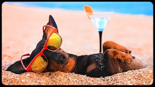 Dachshund, who doesn't waste summer! Funny dog video! Dachshund, who doesn't waste summer! Funny dog video!