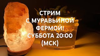 СТРИМ! МУРАВЬИНАЯ ФЕРМА! СОВЕРШЕННО НОВЫЙ ФОРМАТ!!!