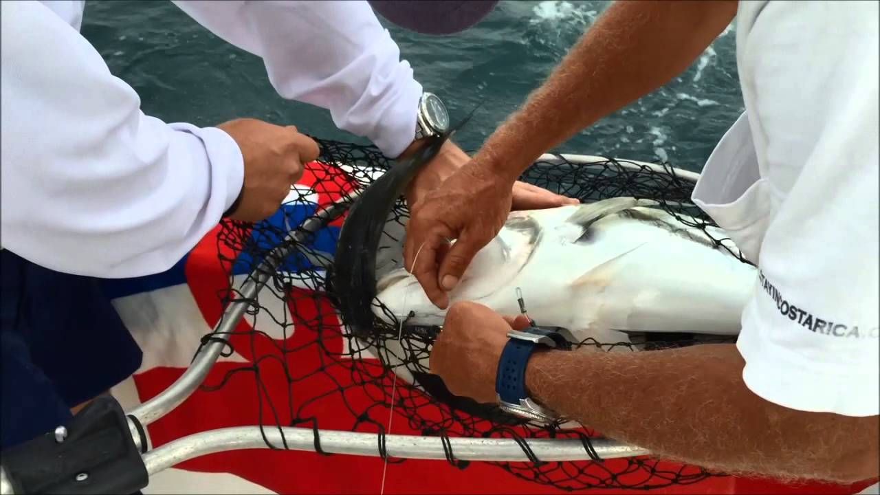 Gray FishTag Research - History in the making! First ever Rooster Fish  Satellite Tagged!
