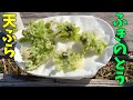 【ふきのとうの天ぷら】今年も裏庭の蕗のとうで天ぷらを作りました！