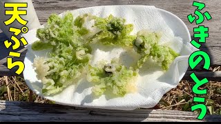 【ふきのとうの天ぷら】今年も裏庭の蕗のとうで天ぷらを作りました！