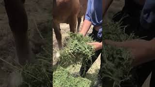Hay Evaluation Video