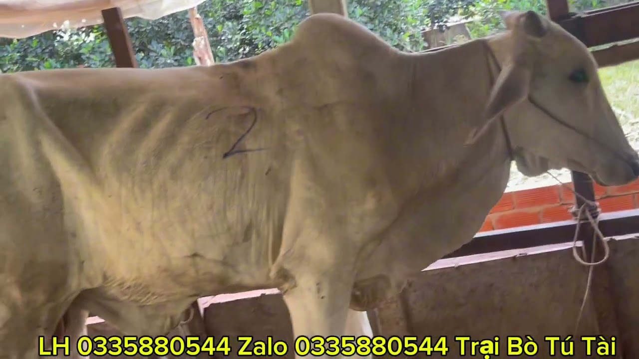 Trại Bò Tú Tài cập nhật lô bò mới ngày 28/2/2026