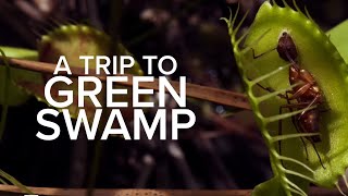 The Wonders Of Green Swamp: A Unique Ecosystem In North Carolina | Exploring Creation Vids