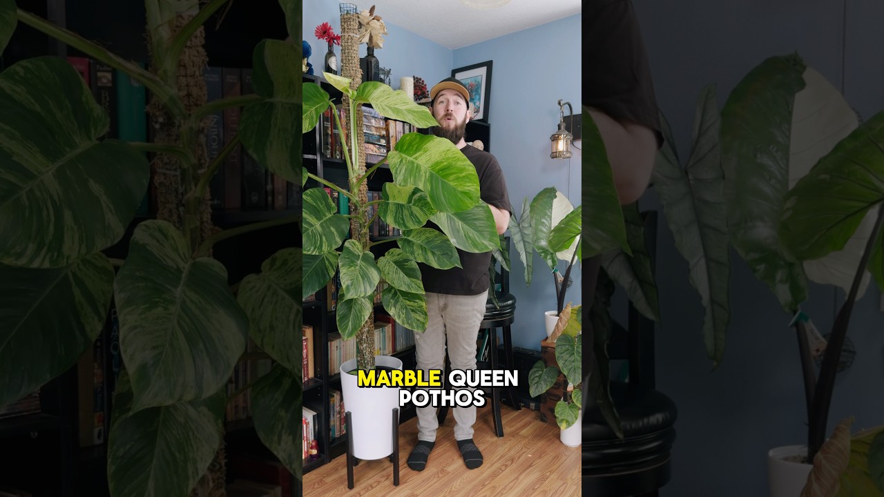 Как поливать моховую плантацию, не переувлажняя почву. 