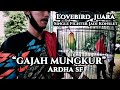 lovebird Jantan Juara  dari single fighter Jadi Konslet &quot;Gajah Mungkur&quot; Punya Om Sartono