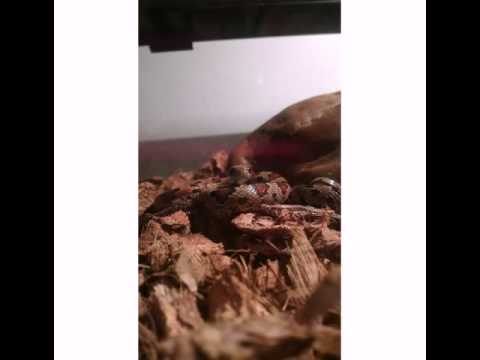 camera iphone 8 plus apk Moments with weenie the snake