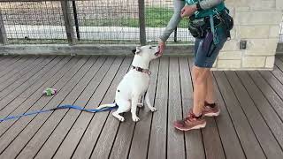 Meet LAYLA Available for Adoption at the Animal Defense League of Texas