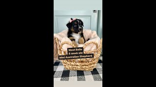 black tri mini australian shepherd puppy Black Tri Mini Australian Shepherd