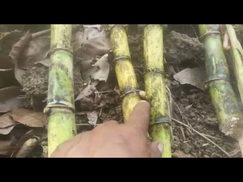 CARA TERMUDAH MENANAM TEBU 