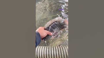 Cá Lớn - bắt Cá Rô Phi mắc kẹt ở vũng nước 😱 #khacthuyvlogg