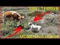 BULL TERRIER MOMENTOS EPICOS ! の動画、YouTube動画。