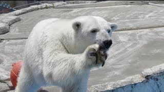 鶏肉を待つララ~Polar Bear　is waiting for meat
