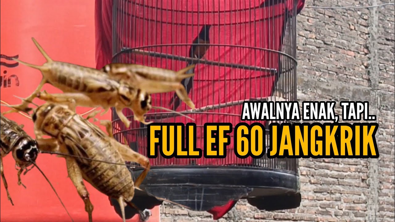 Rawatan Jor Jangkrik, Murai Batu Mental² || Bengkel Murai Batu