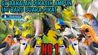 RESPON CEPAT❗SUARA PIKAT BURCIL AMPUH PALING BARU @smstachanel