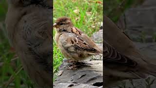 Sparrow Quick sound;