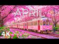 April Flower 4K Aerial Film 🌸 Tulip Valleys, Sakura Gardens & Soft Morning Glow